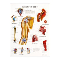 Tableau d'anatomie : épaule et coude